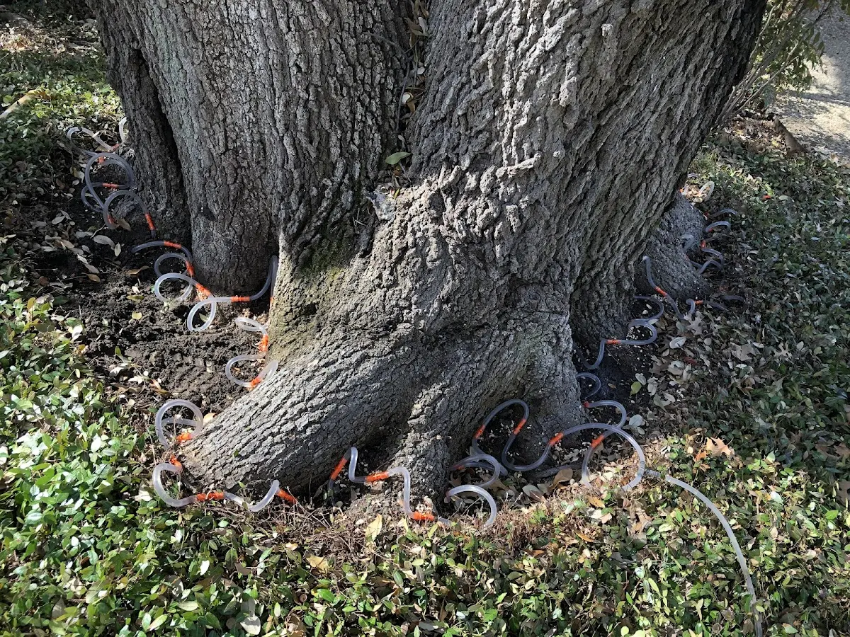 Detailed Tree Cabling and Bracing job site in Grundy Center